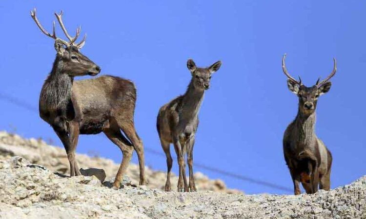 تنوع زیستی کشور به حداقل هزار و ۷۰۰ میلیارد تومان اعتبار نیاز دارد
